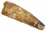 Fossil Spinosaurus Tooth - Real Dinosaur Tooth #274088-1